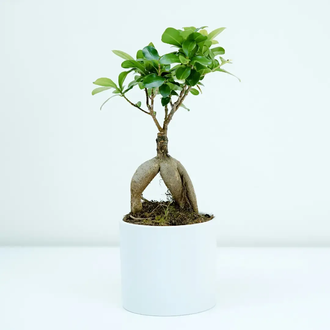 Japanese Ficus Bonsai